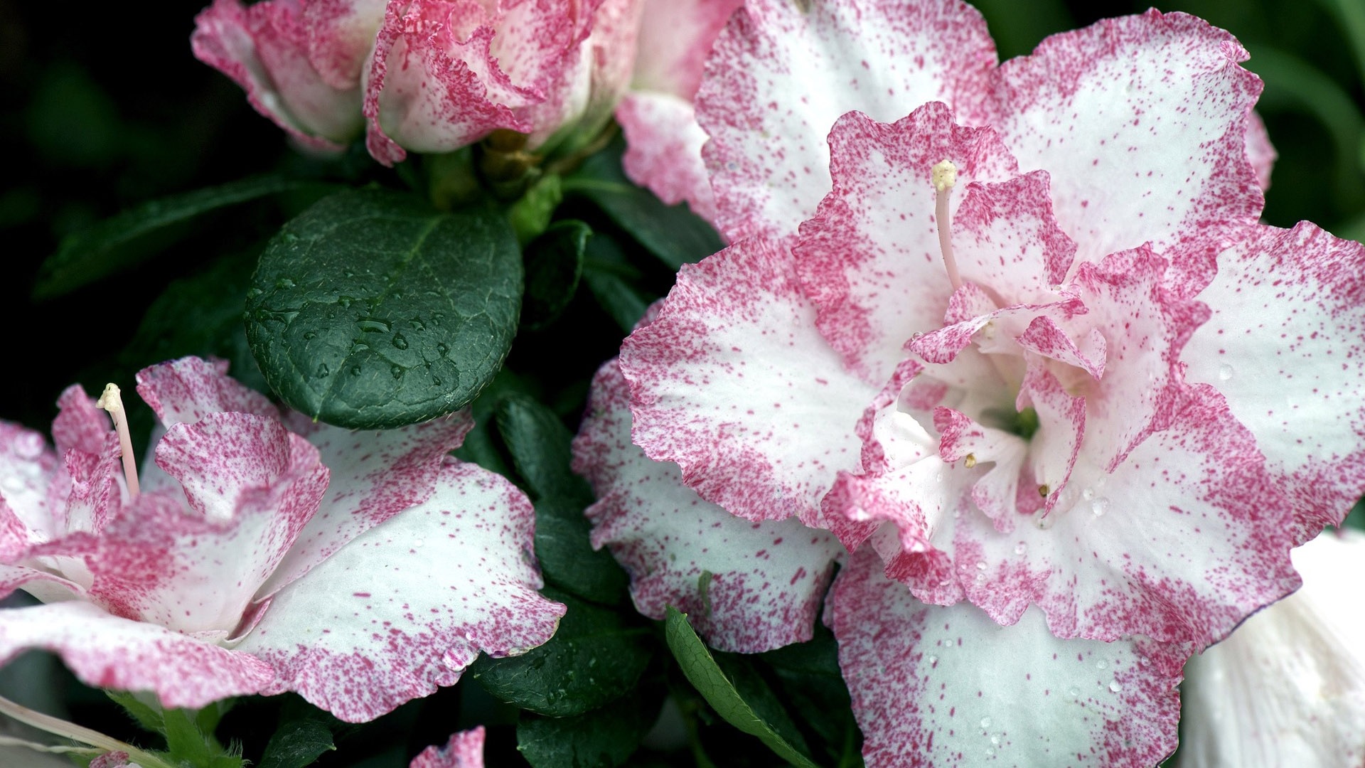 Rododendros brancos com manchas vermelhas