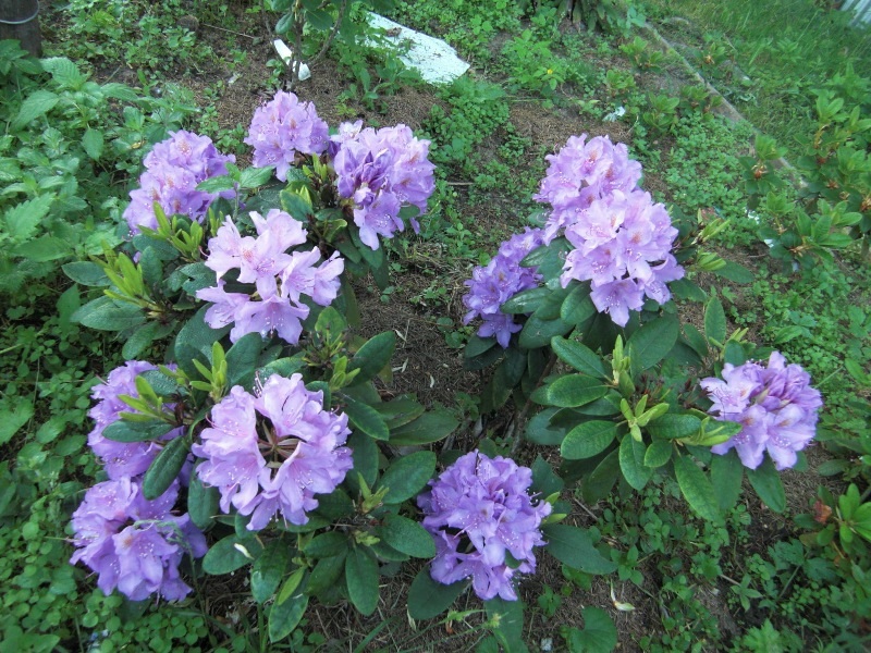 Rododendro lilás no jardim