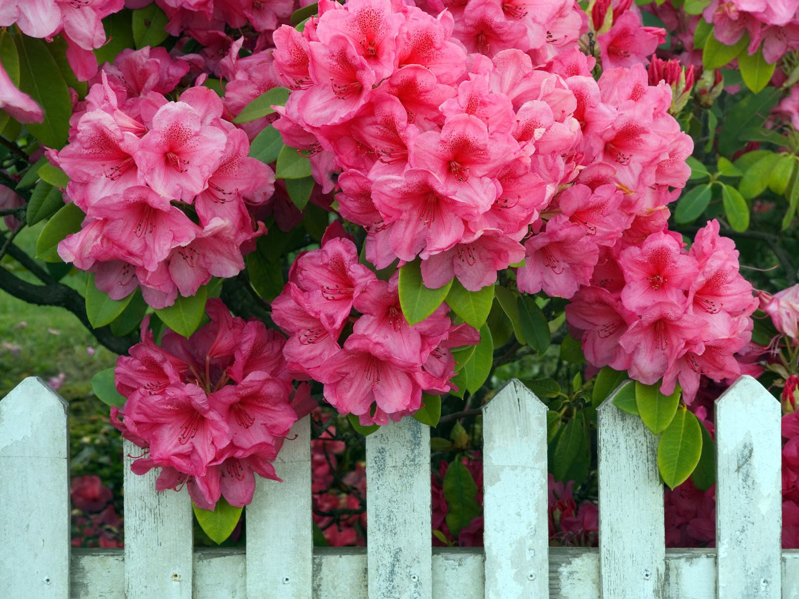 Flores de rododendro rosa no jardim