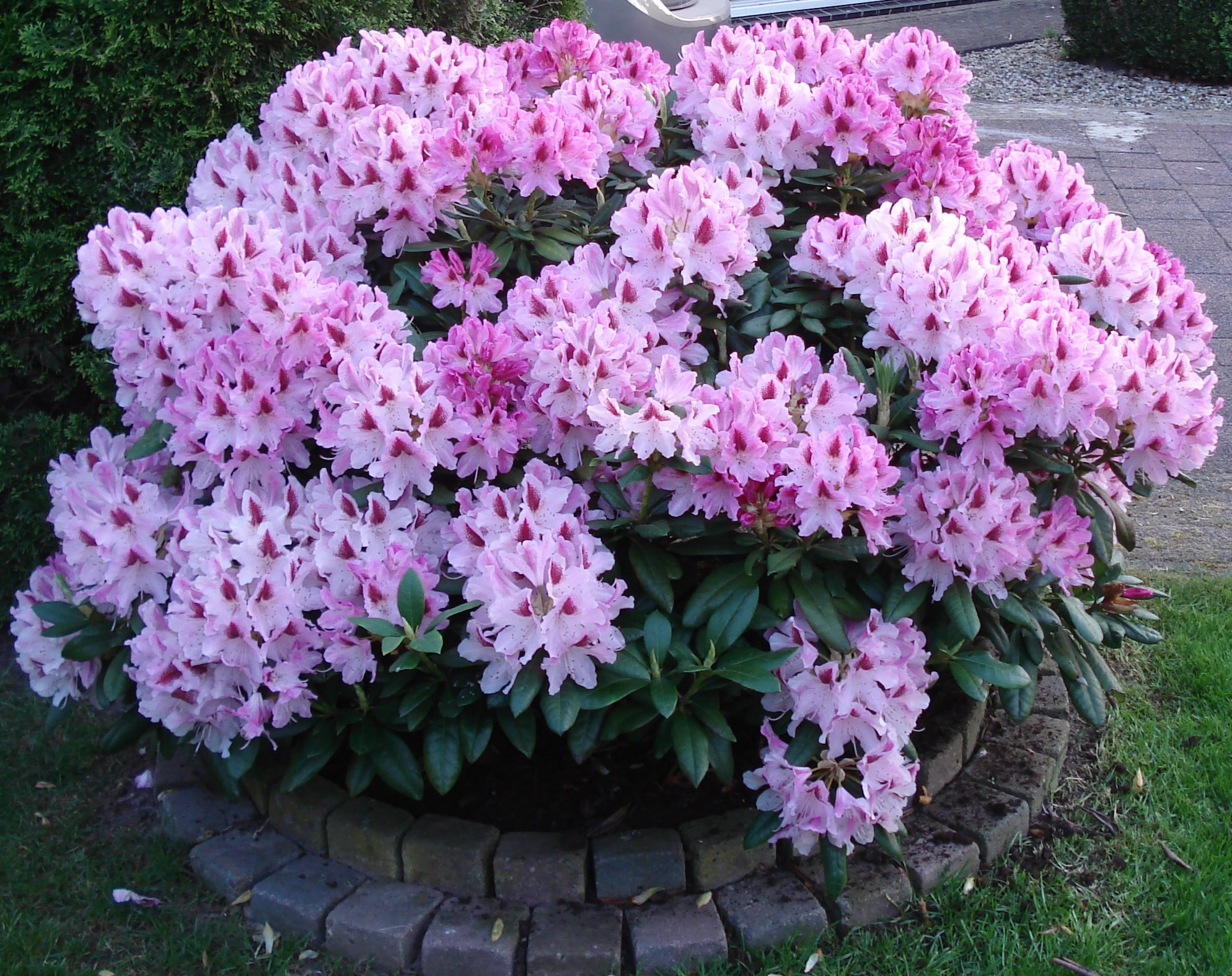 Canteiro de flores pequeno com rododendro