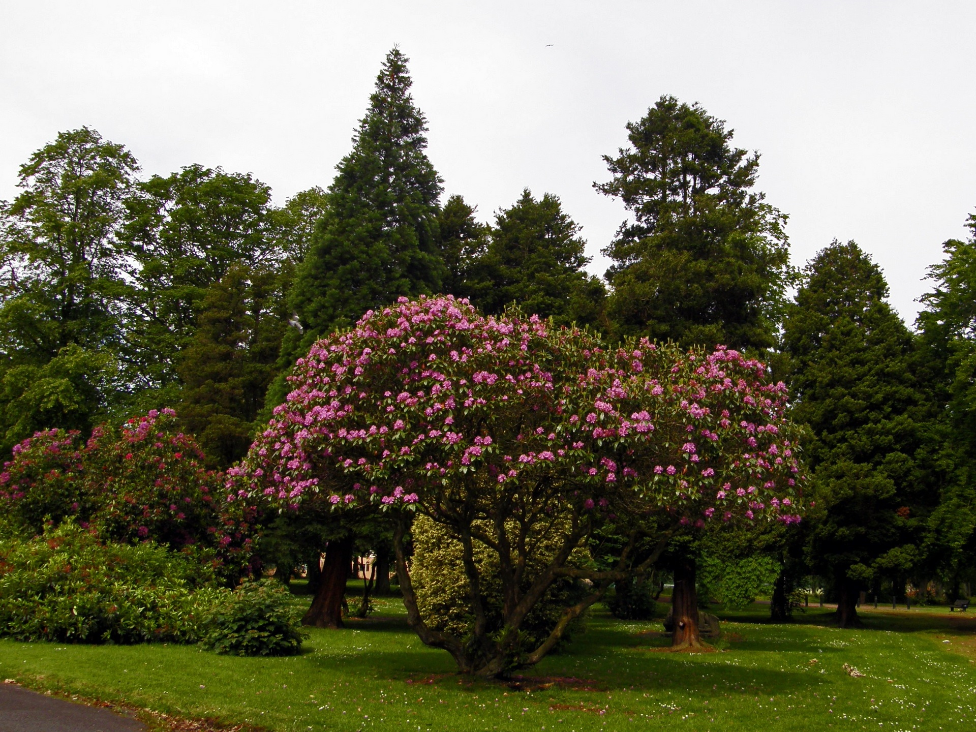 Grande cespuglio di rododendro