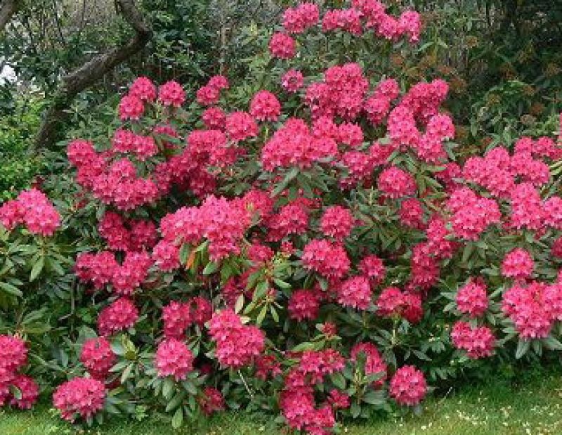 Vívido esplendor de rododendro