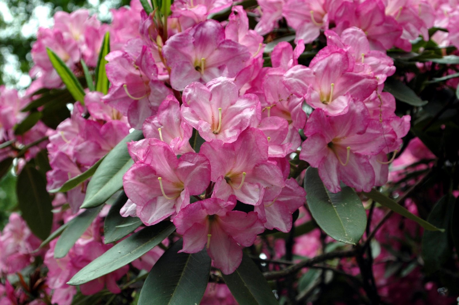 Flores deslumbrantes de rododendro