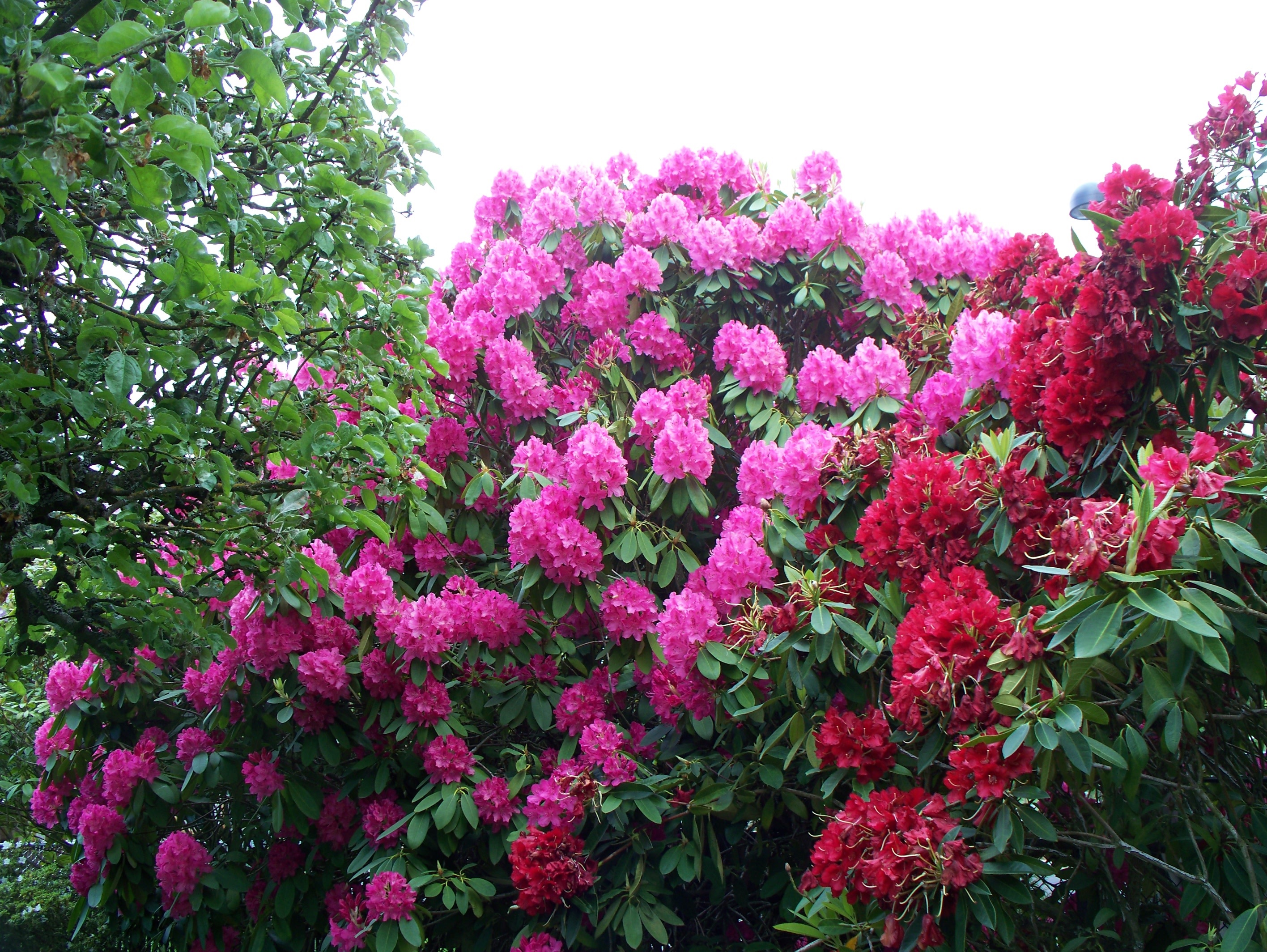 Arbustos de rododendros magníficos