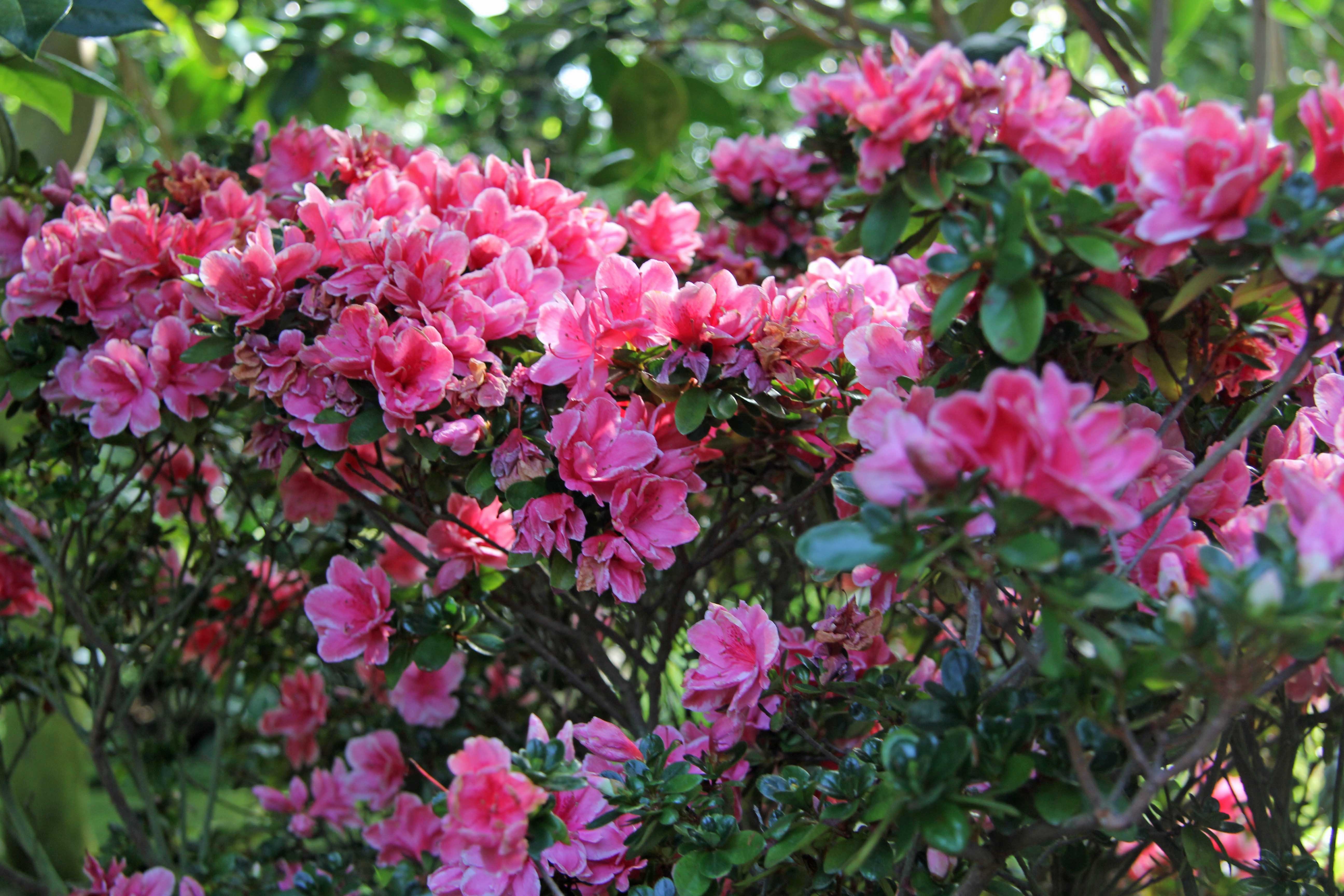 Rododendro em flor