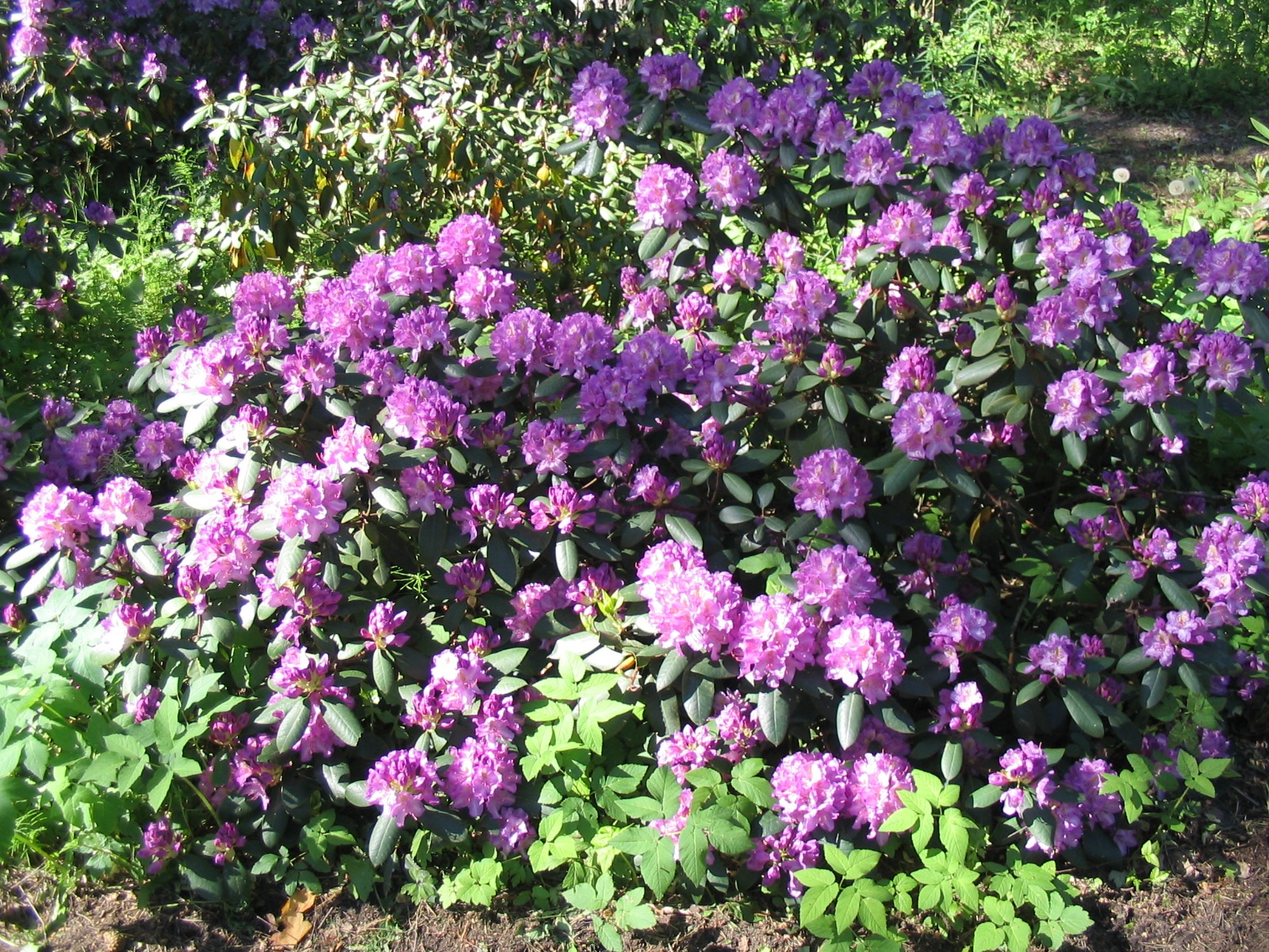 Rododendro de jardim florido