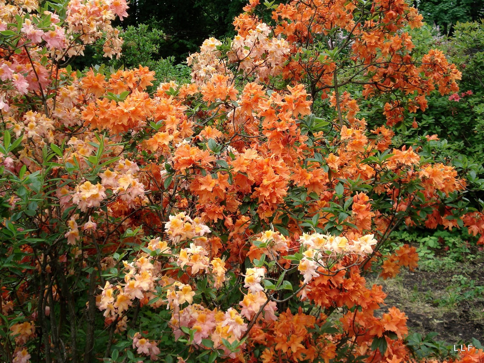 Tons de laranja em pétalas de rododendro