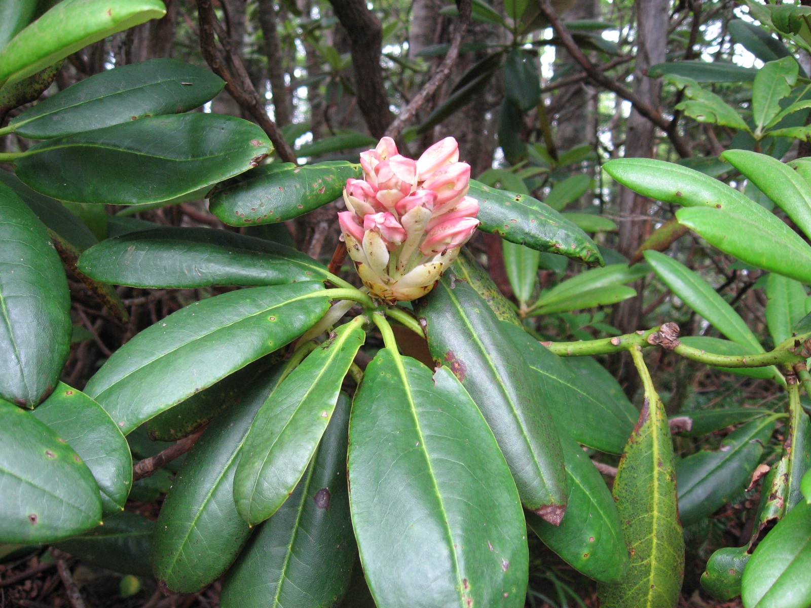 Botão de rododendro