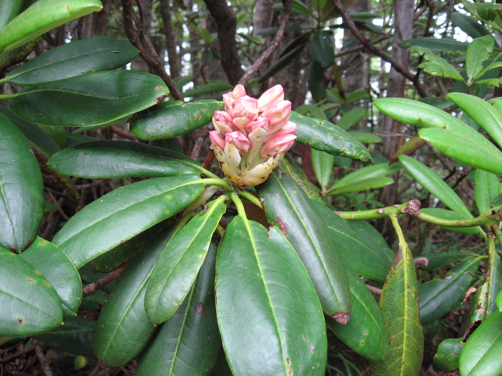 Germoglio di rododendro