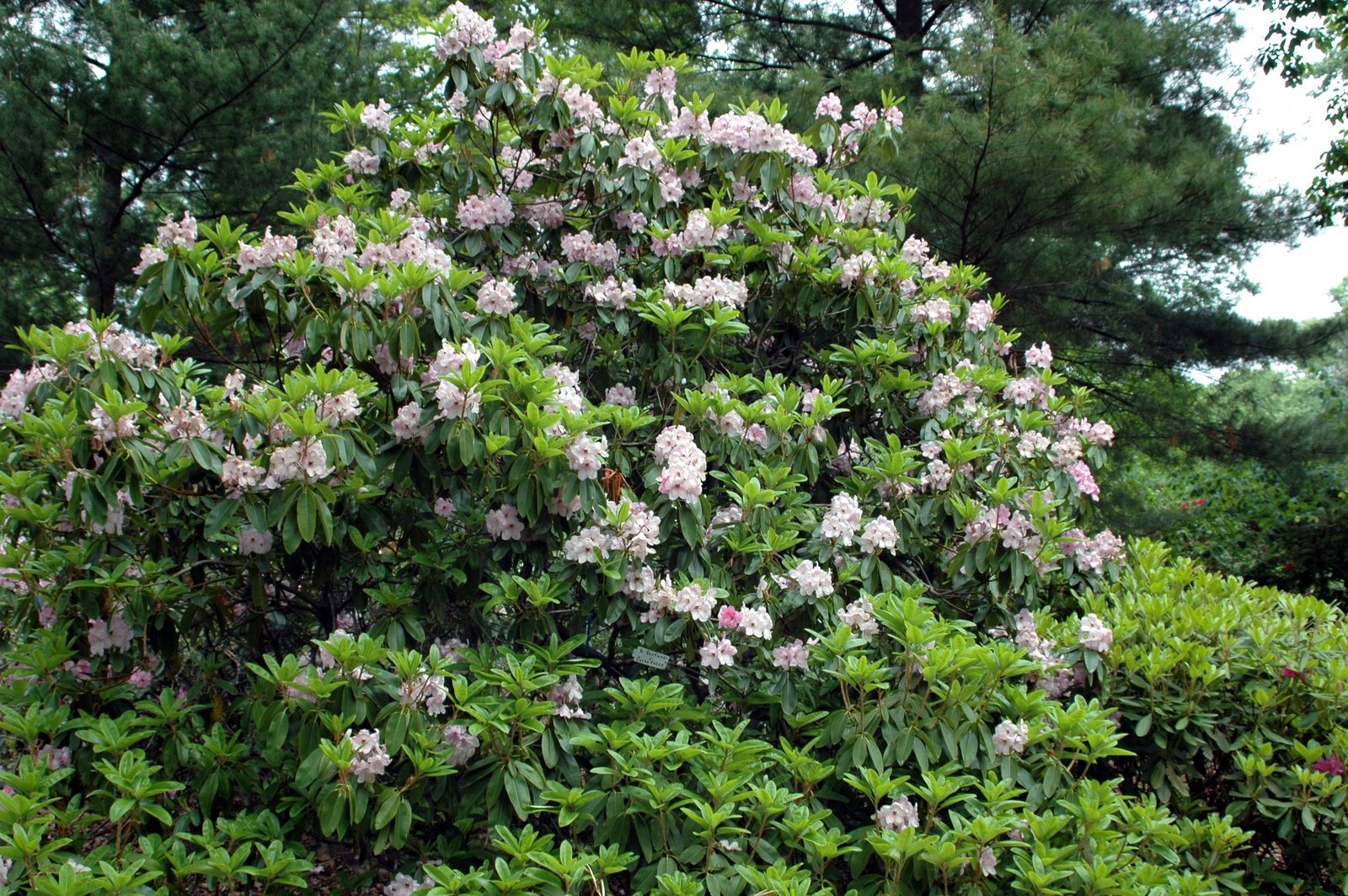 Arbusto de rododendro branco