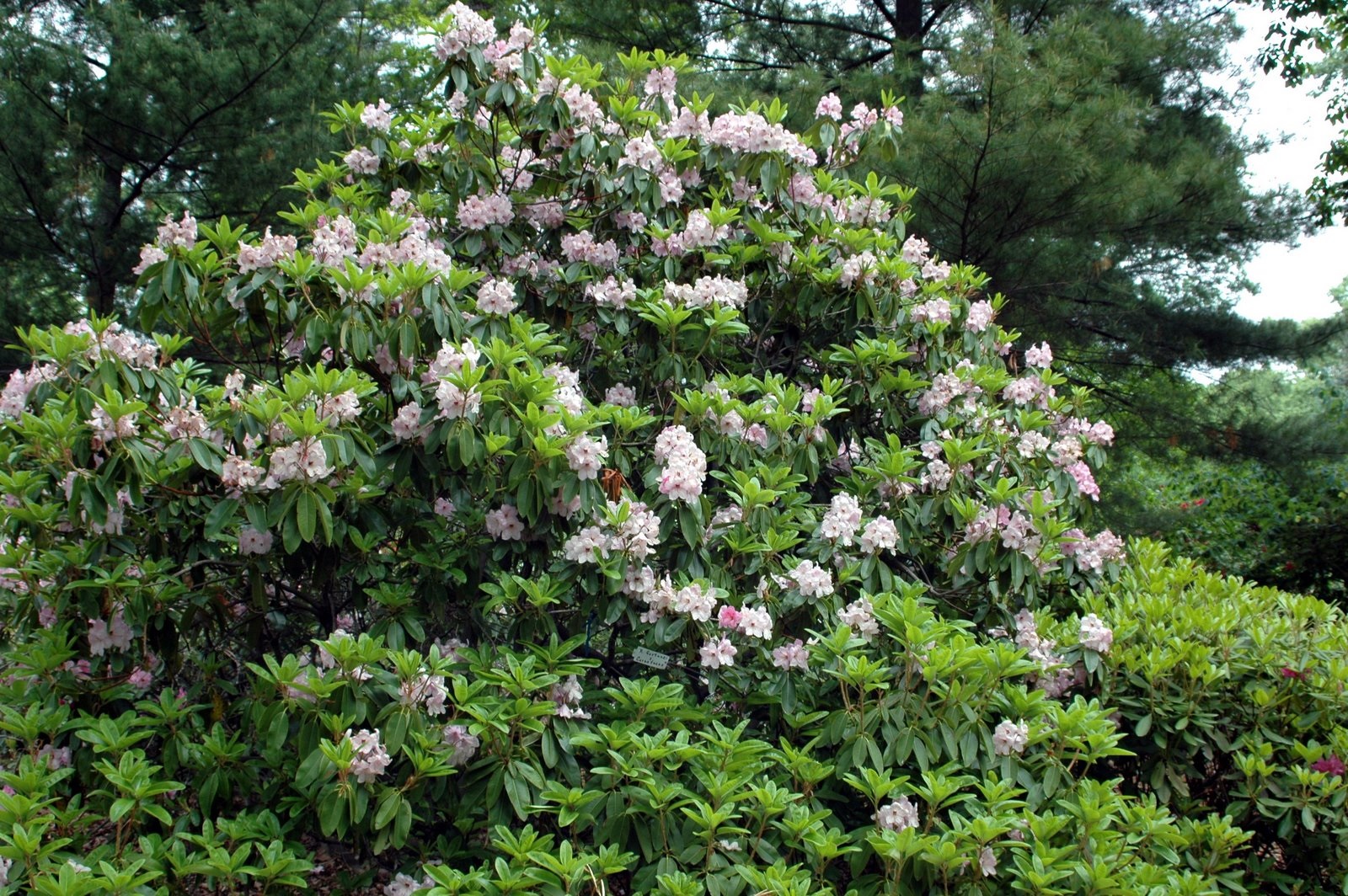 Cespuglio di rododendro bianco