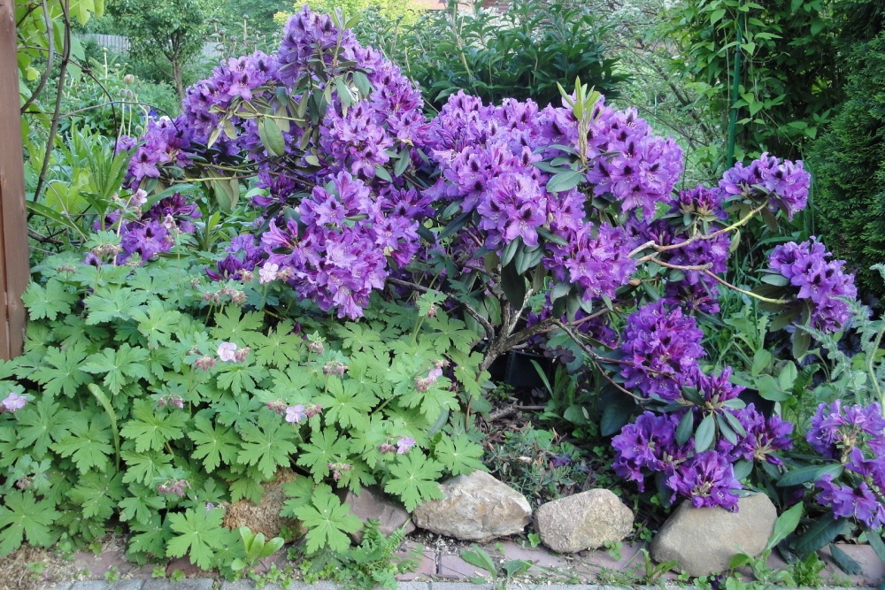 Fiori di rododendro lilla luminosi