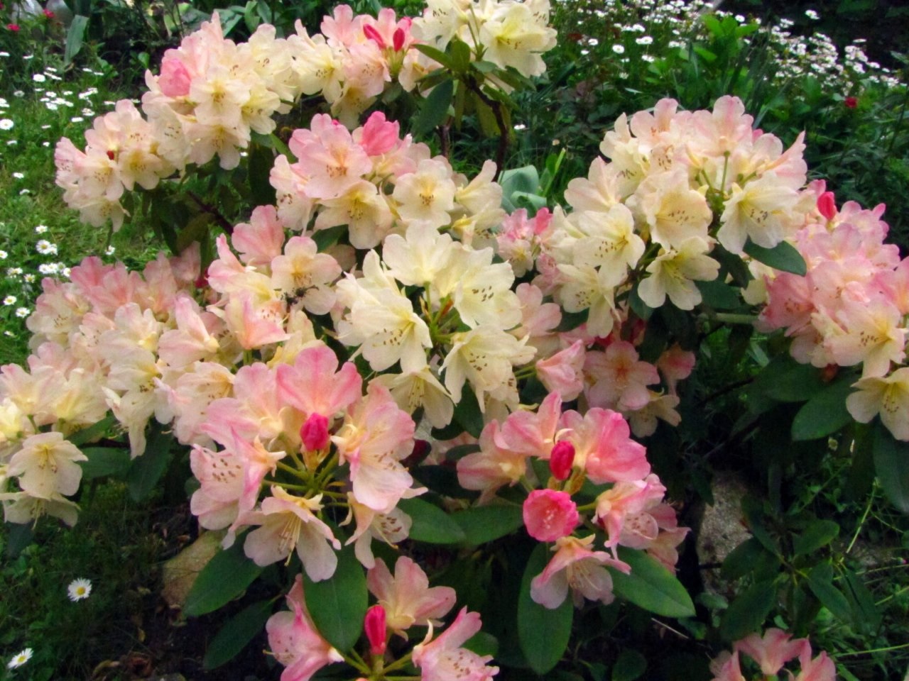 La combinazione di rosa e bianco sui petali di rododendro