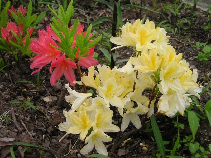 Giovani fiori di rododendro