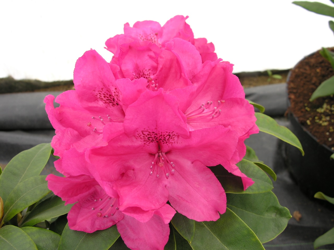 Flor de rododendro rosa