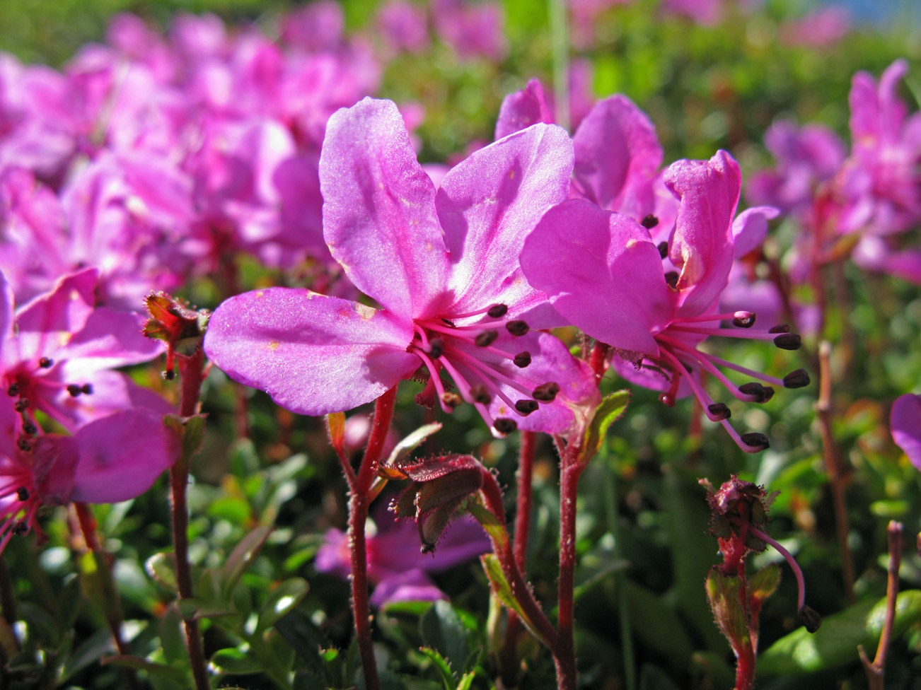 Flores de rododendro grandes