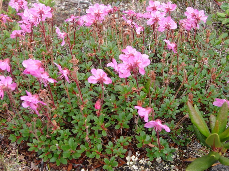 Florescimento de um rododendro incomum