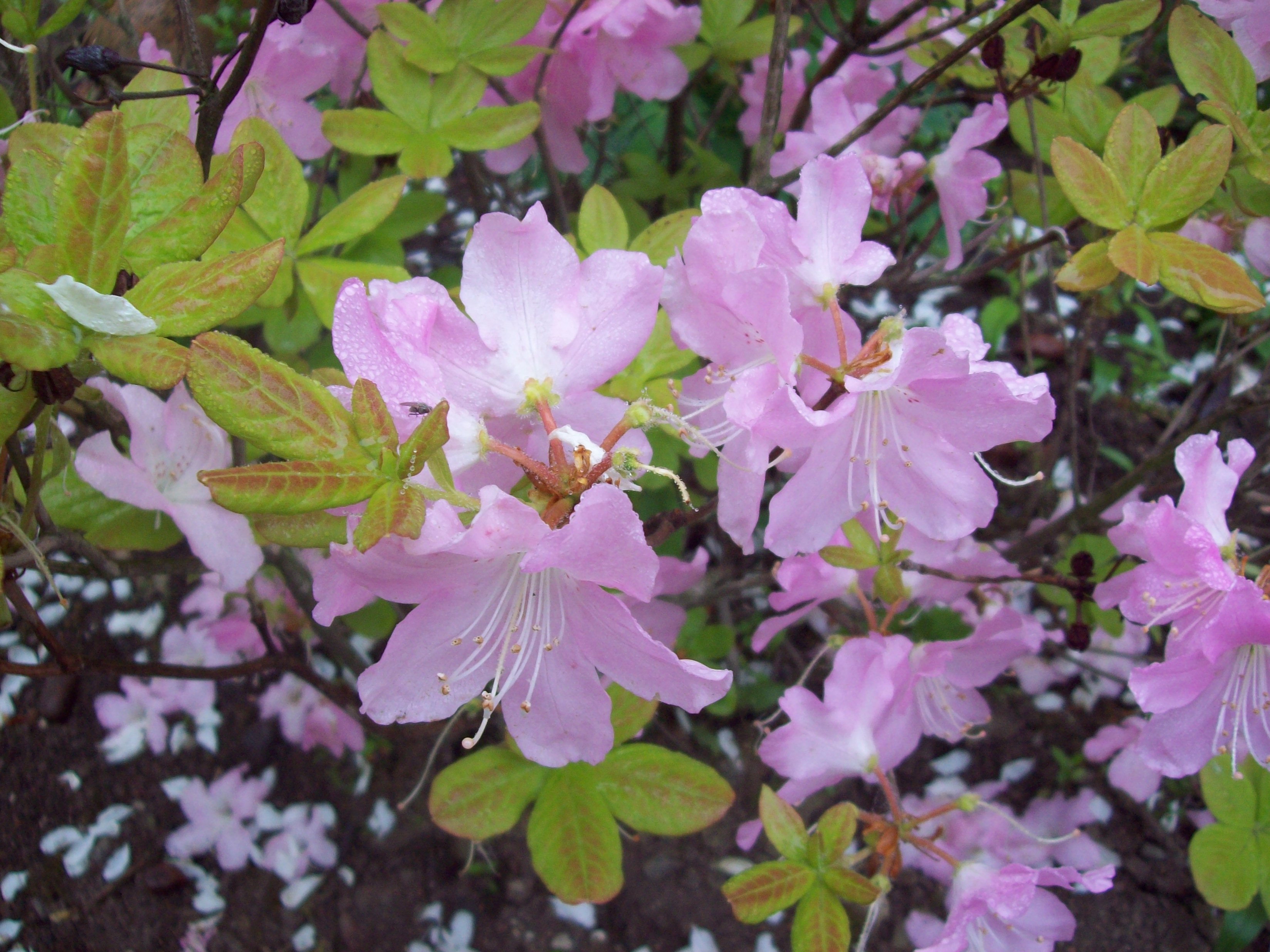 Flores de rododendro rosa pálido