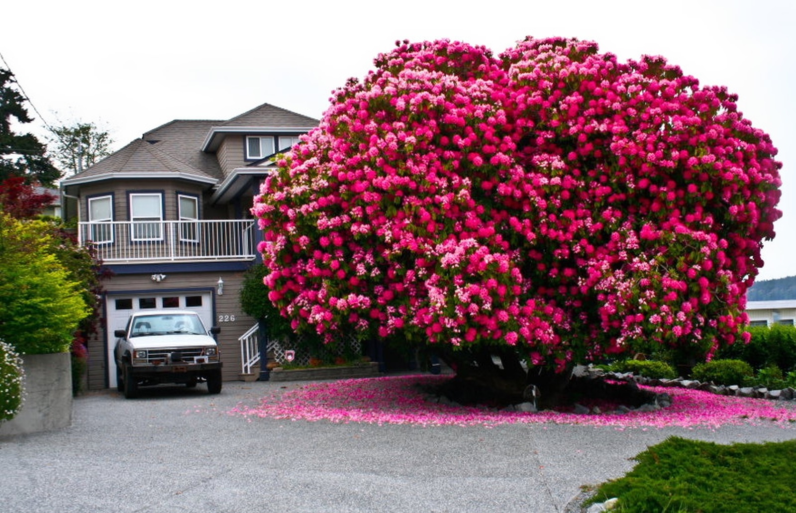 Rododendro enorme e brilhante