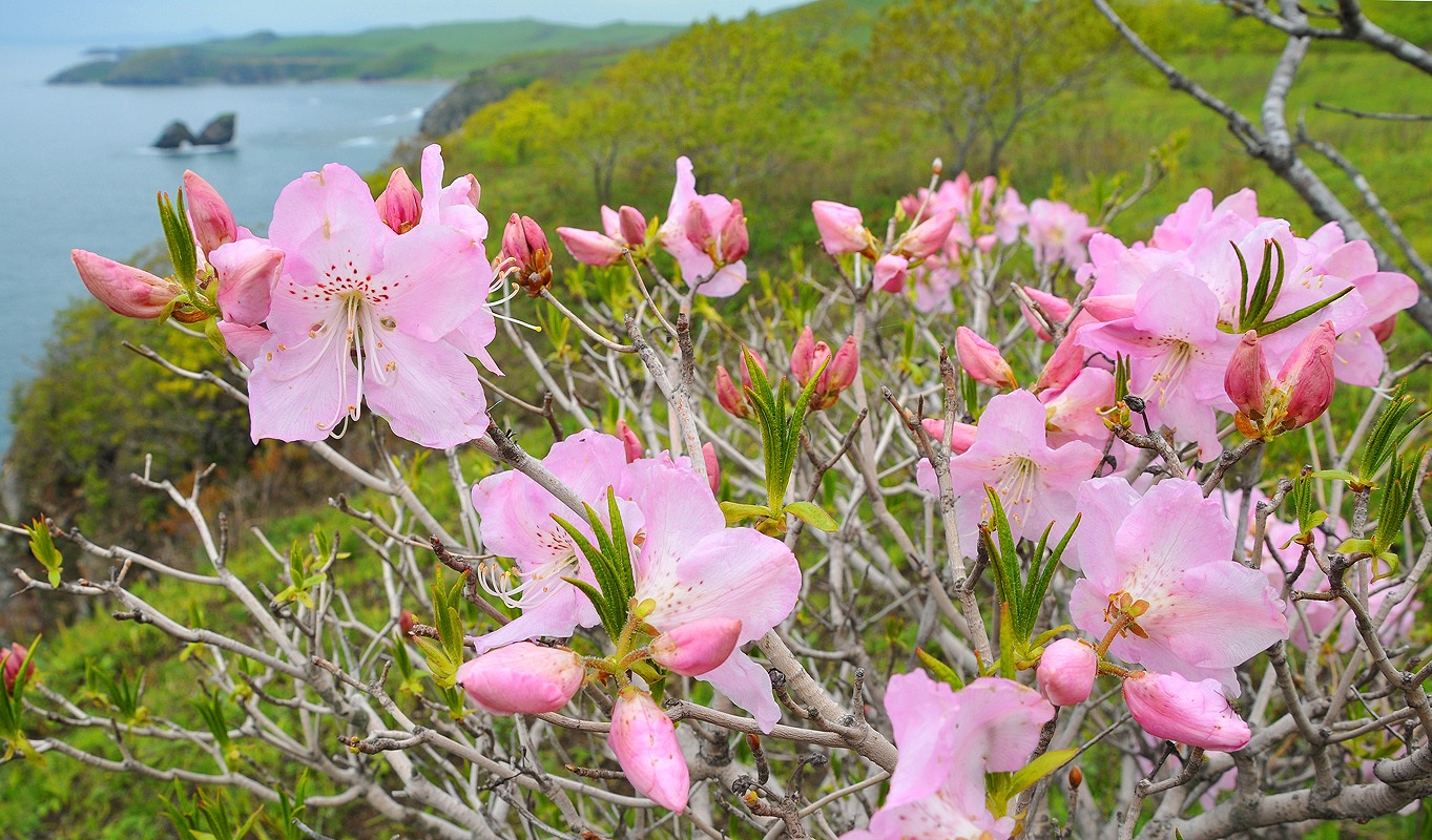 Rododendro rosa em flor