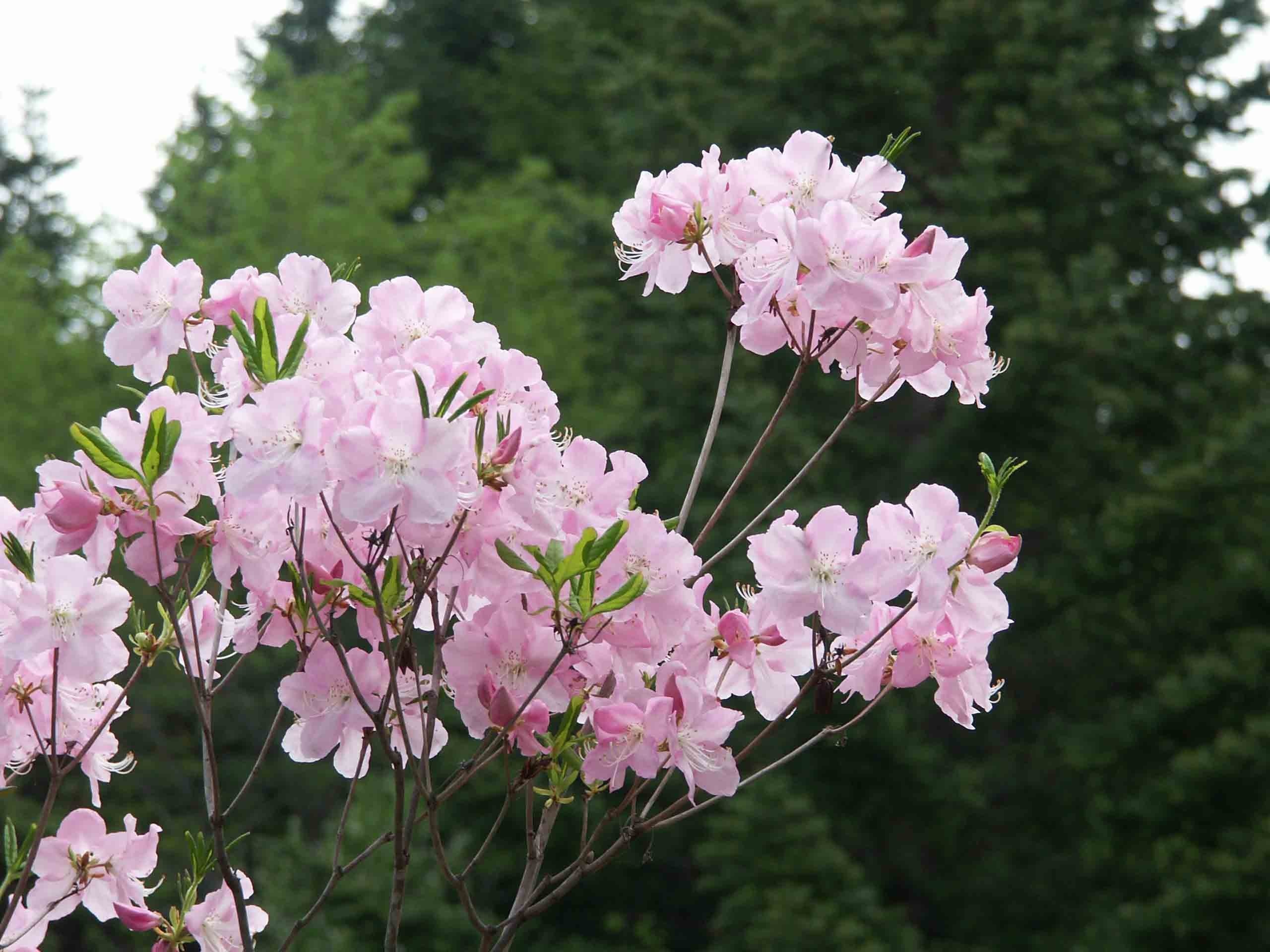 Tonalidade pálida de flores de rododendro