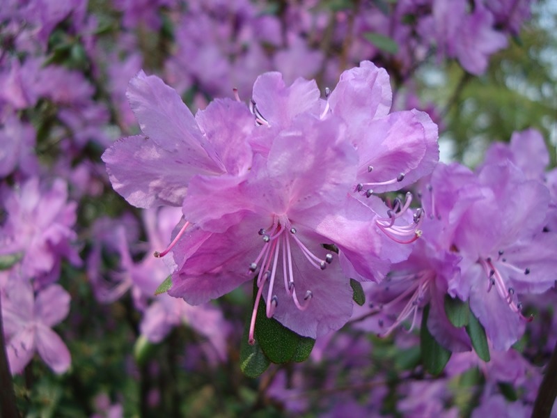 Grande fiore di rododendro