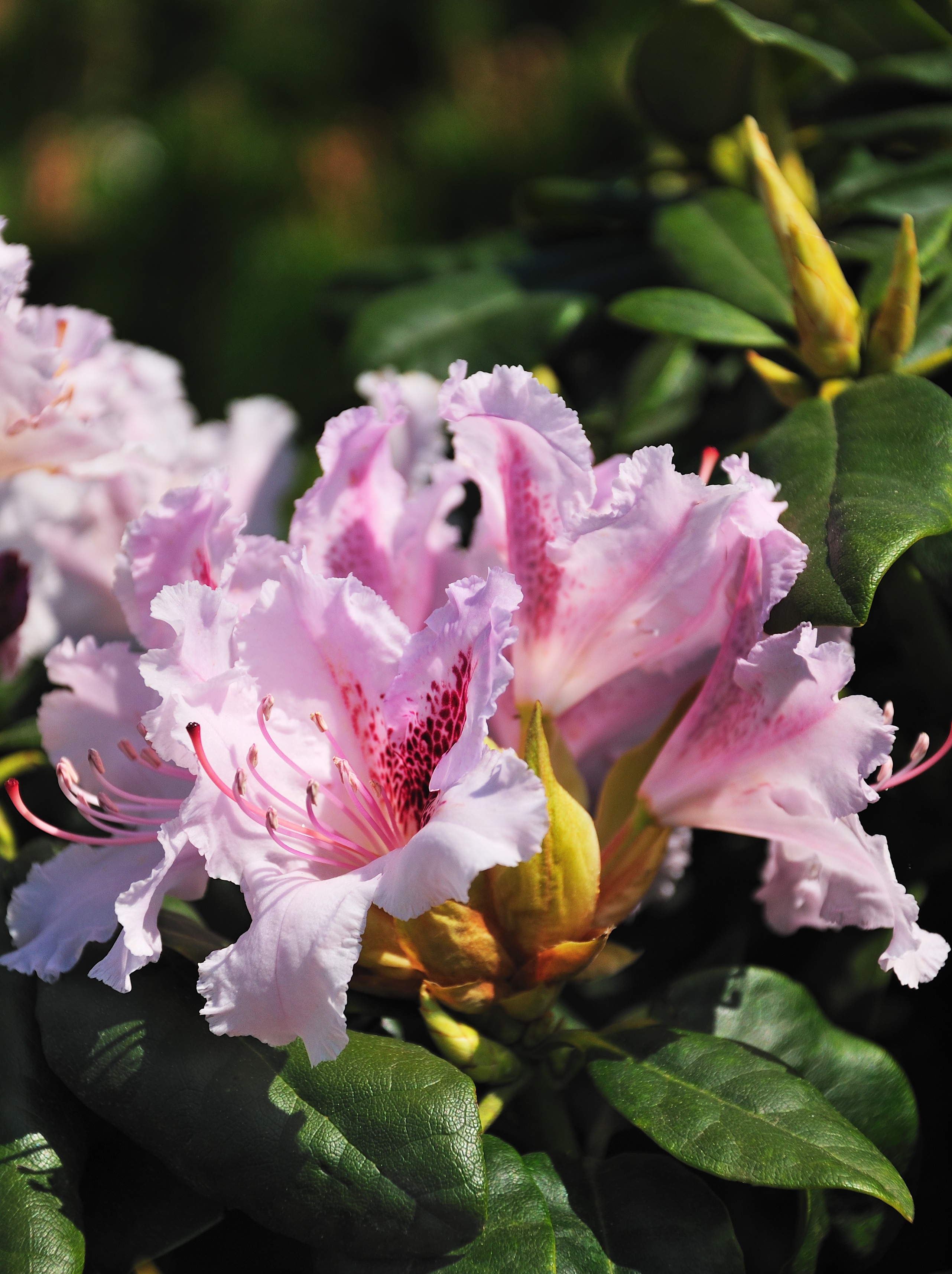 Pétalas de rododendro de veludo