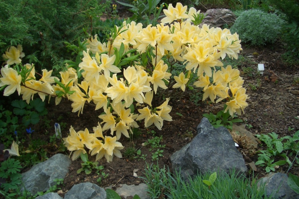 Flores delicadas de rododendro amarelo