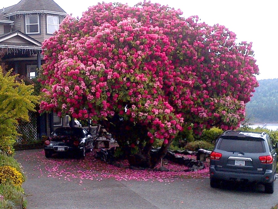 Grande rododendro perenne