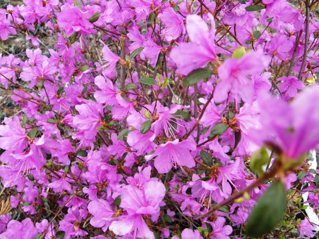 Flores de rododendro lilás
