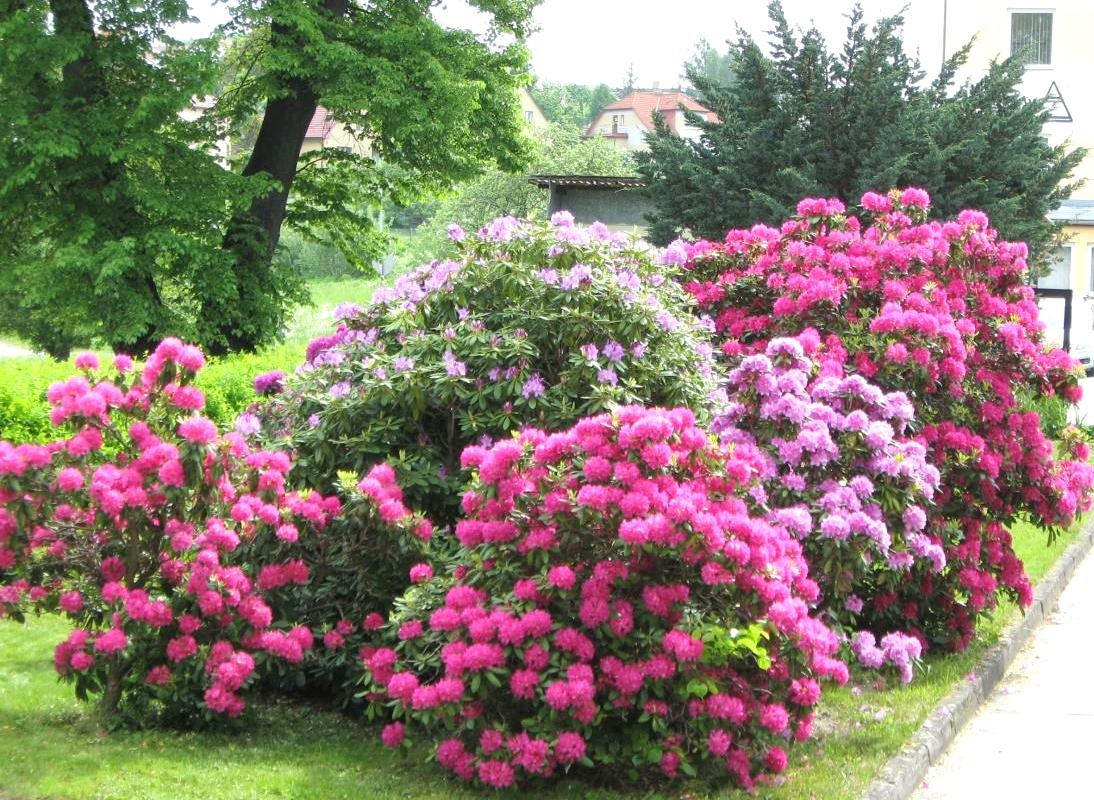 Splendidi cespugli di rose di rododendro