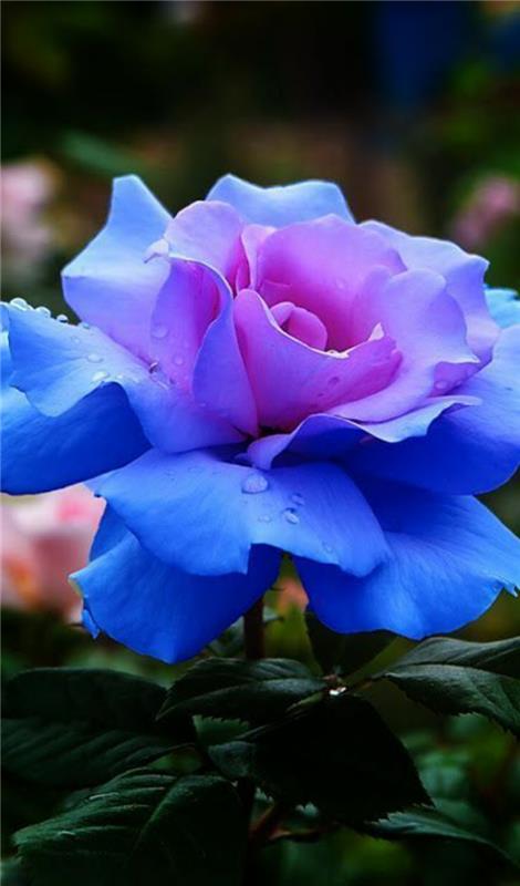 modra-vrtnica-pomen-vrtnic-modra-vrtnica-kaj-je-pomen-modre vrtnice
