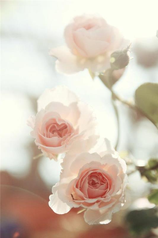 vrtnica-pomen vrtnice-vrtnica-pomen vrtnic-šopek rož