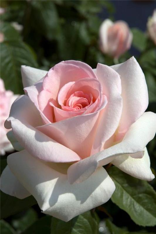 rose-pomeni-vrtnice-obarvan-rose-pomen-vrtnic