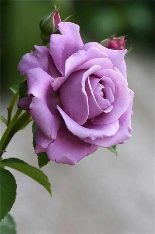 rose-violet-pomen-rose-violet