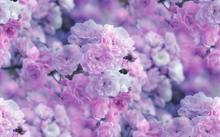 rožės pastelinės rožinės spalvos idėja dėl estetinių gėlių tapetų per gražių
