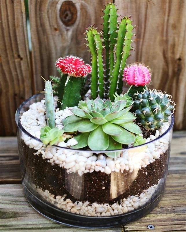 darila za rojstni dan najboljšemu prijatelju, okrogla steklena posoda, ki vsebuje zemljo in bele kamenčke, v njej pa je posajenih več različnih vrst kaktusov in sukulentov