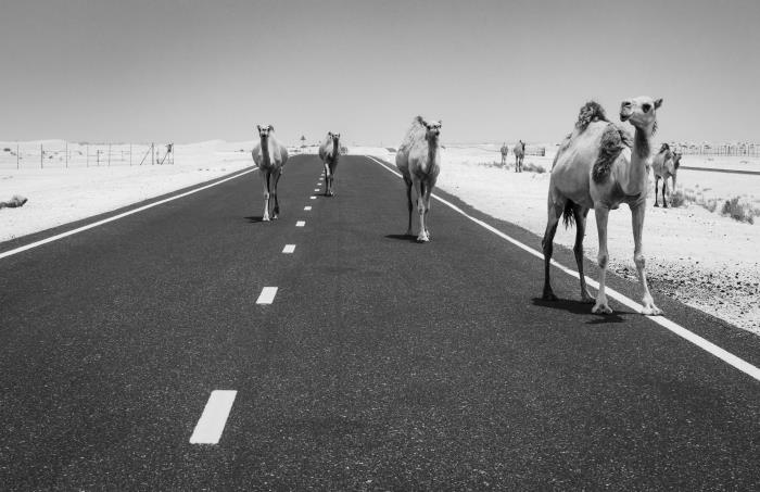 čudovita črno -bela fotografija puščavske ceste in nekaj kamel, enobarvna pokrajinska fotografija