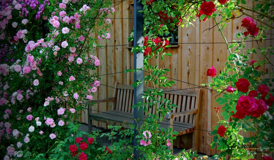 Rose ricce sulla siepe