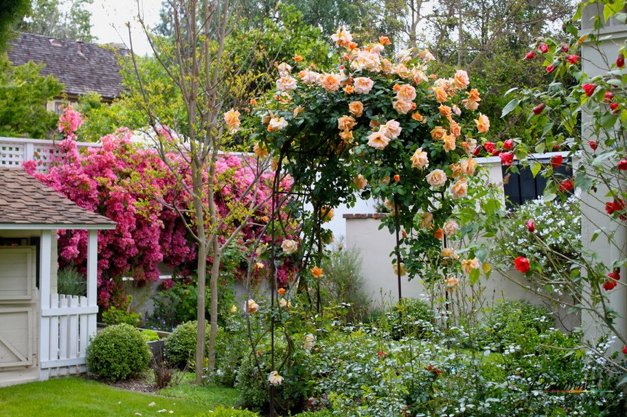 Giardino di rose