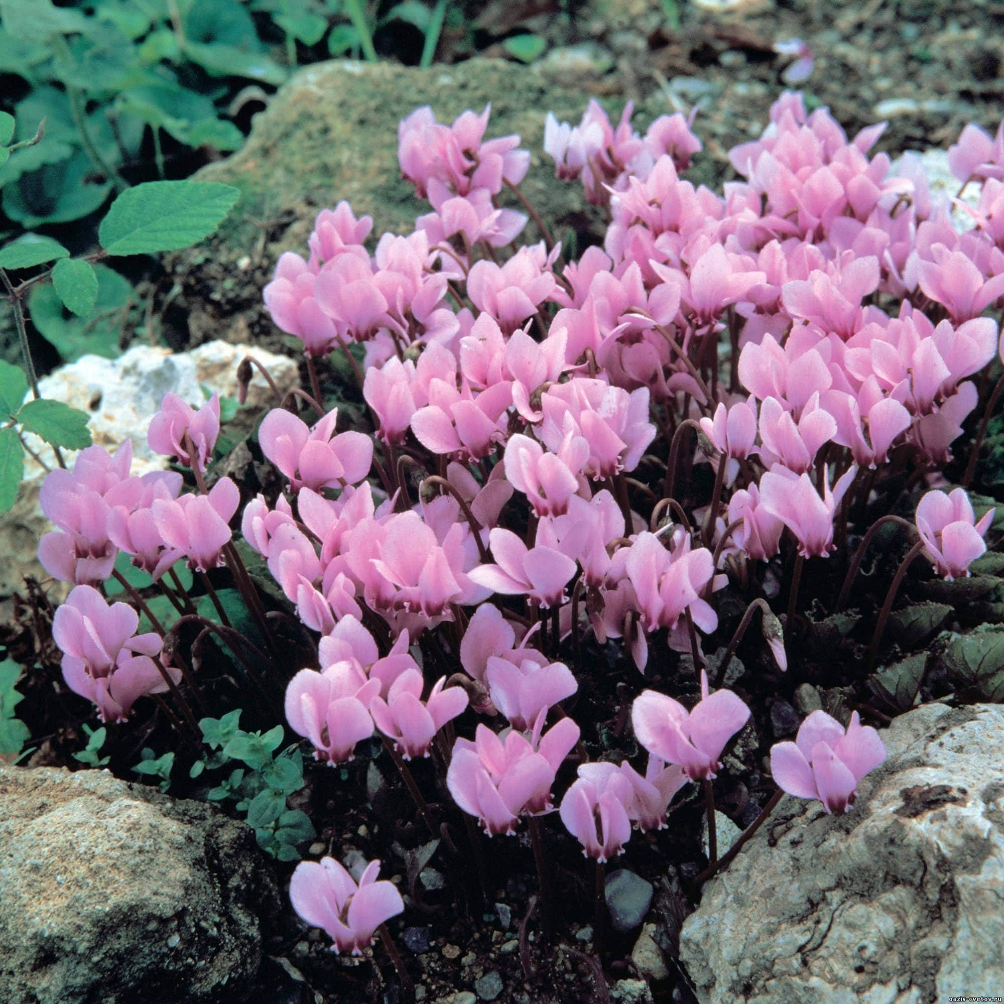 Tonalità pallida di fiori di ciclamino