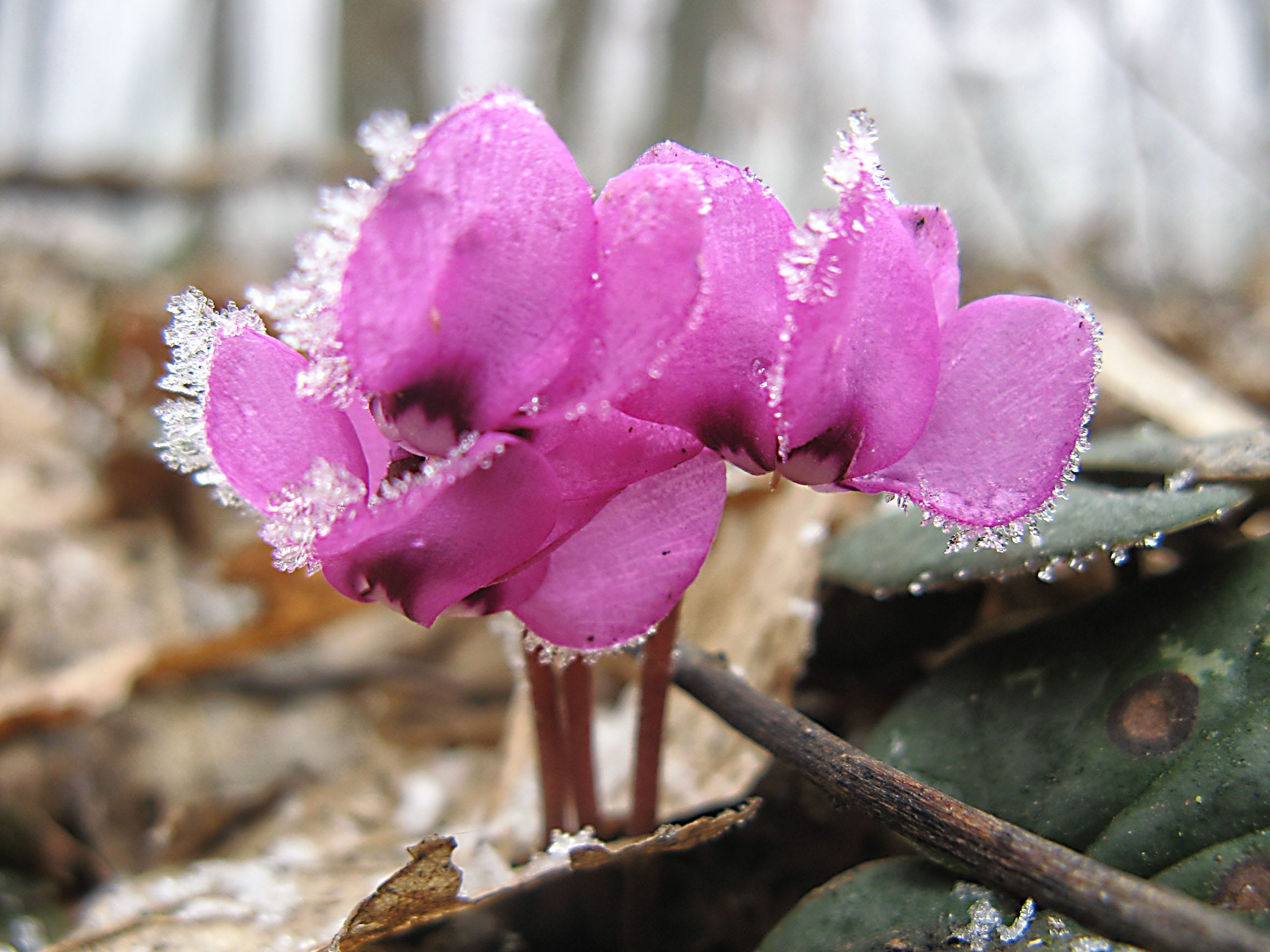 Ciclomeno lilla