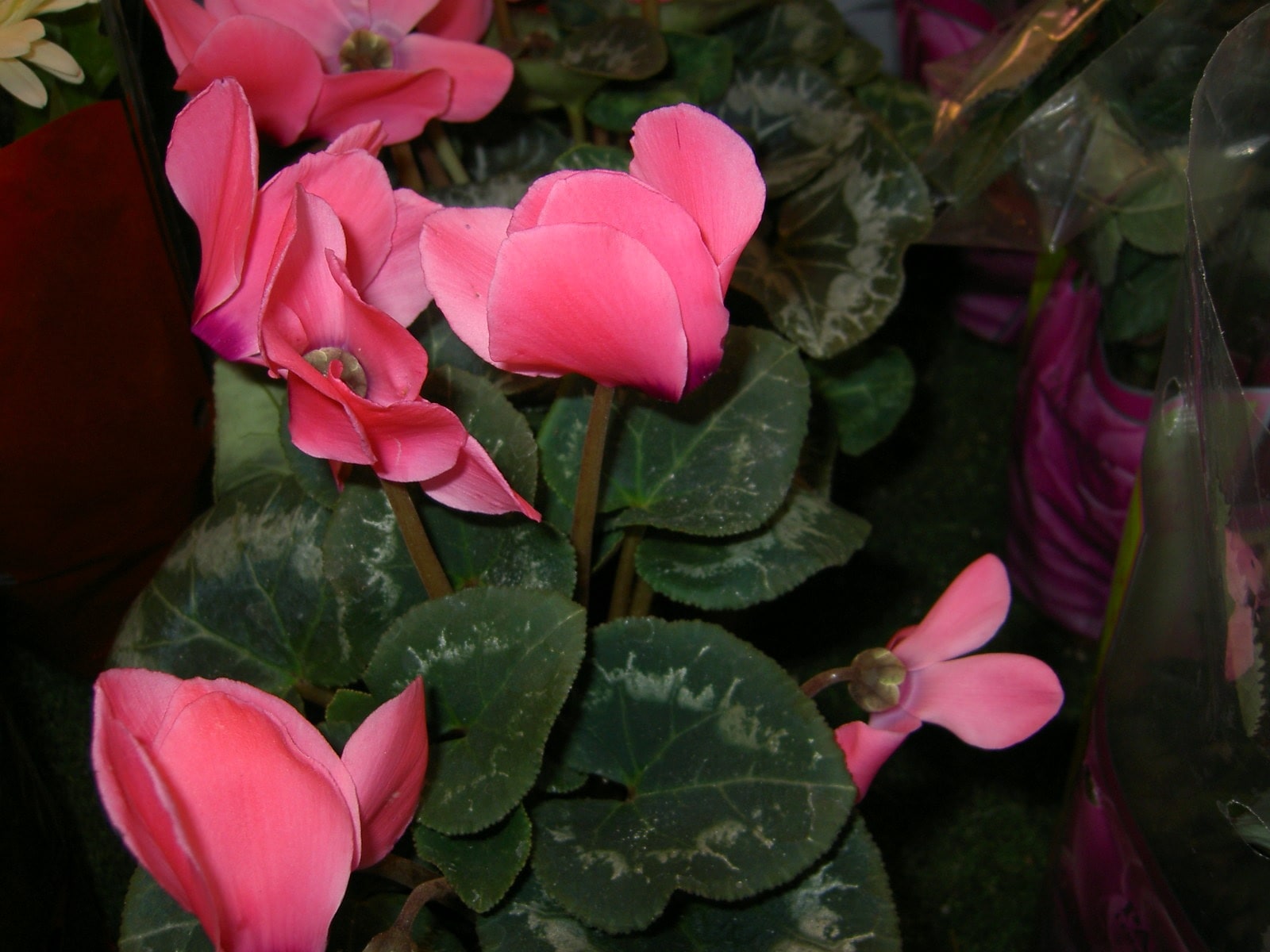 Bella sfumatura di petali di ciclamino