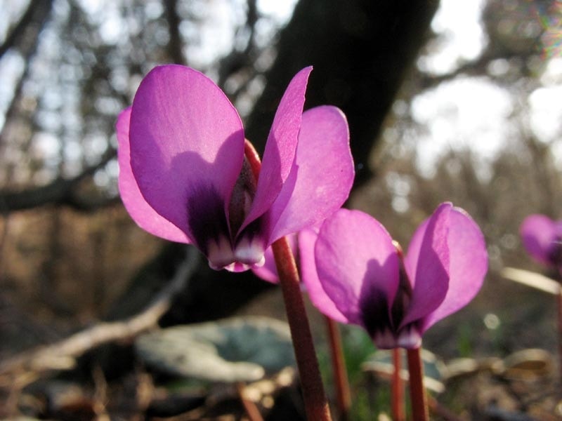 Ciclamino con petali di lillà