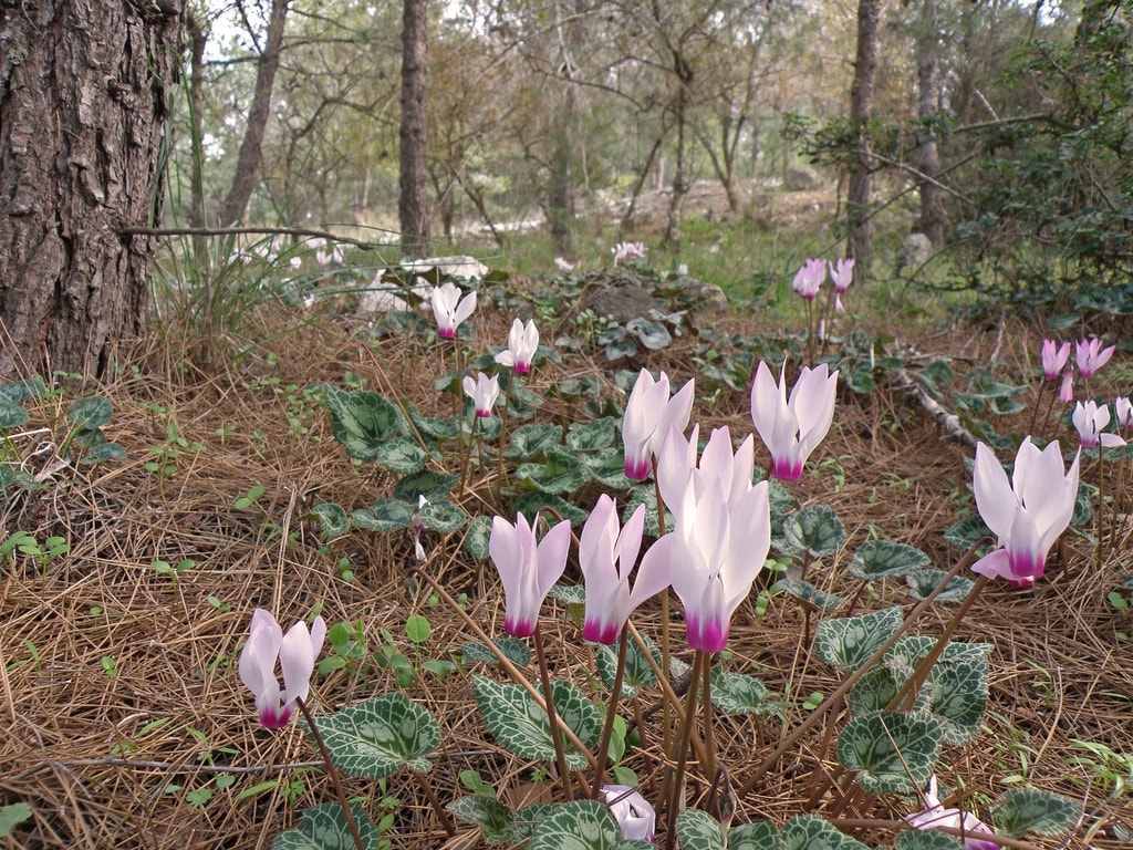 Ciclamino chiaro nel bosco