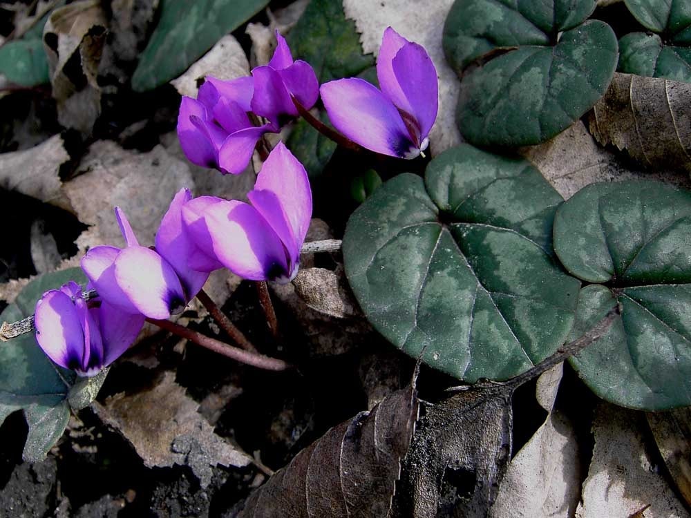 Fiori di ciclamino lilla scuro