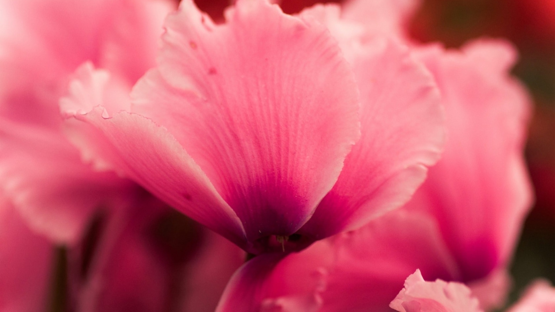 Petali di ciclamino grandi