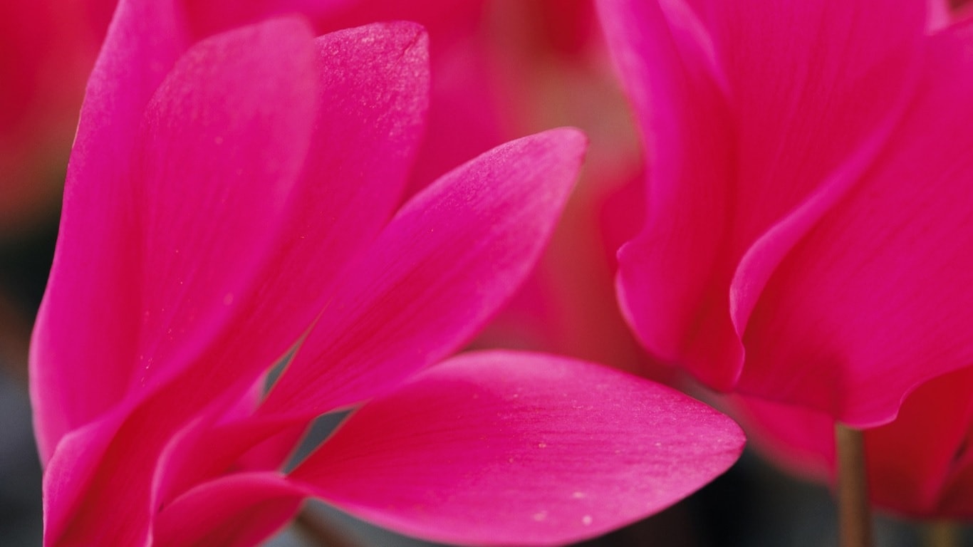 Grandi petali rosa di ciclamino