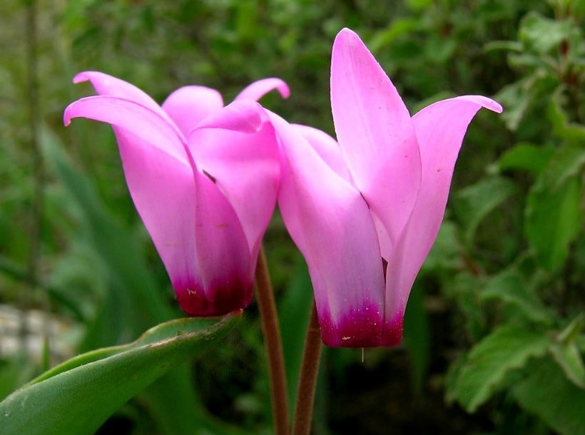 Grande fiore di ciclamino