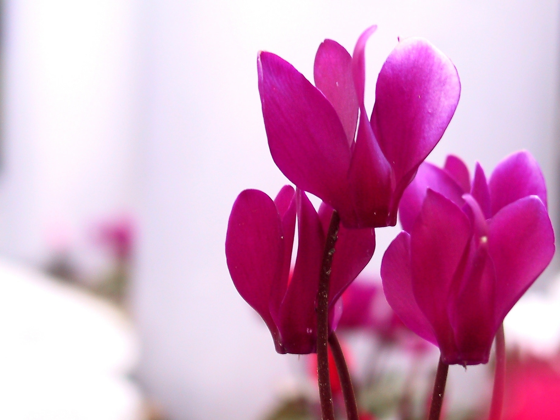 Primo piano di fiori di ciclamino